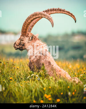 Wild Mountain Ziegen Leben auf Colorado Berggipfel. Stockfoto