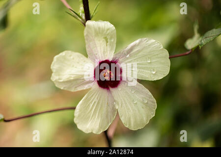 Roselle (Hibiscus sabdariffa), eine Blume aus der Malvenfamilie (Malvaceae), die in Afrika und Asien beheimatet ist und für Bastfasern, Kochen und Getränke verwendet wird. Stockfoto