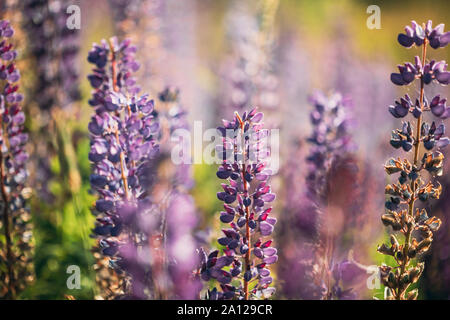 Bush von wilden Blumen Lupin im Sommer Feld Wiese bei Sonnenuntergang Sonnenaufgang. Lupinus, allgemein bekannt als Lupin oder Lupine, eine Gattung von Blütenpflanzen in Th Stockfoto