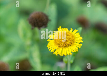 Gelbe Blume von berufskraut/Pulicaria dysenterica. Früher als Kräuter/Heilpflanzen manchmal für Ruhr (Lateinischer Name) und Durchfall Stockfoto