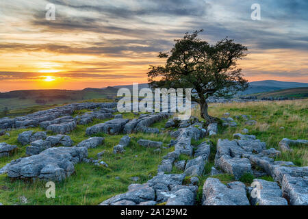 Eine knorrige Hawthorn Tree auf einem Kalkstein Pflaster auf der Windskill Steine in der Nähe von Settle in Yorkshire. Stockfoto