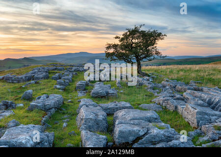 Ein einsamer Baum auf einem Kalkstein Pflaster am Winskill Steine in der Nähe in den Yorkshire Dales vereinbaren Stockfoto