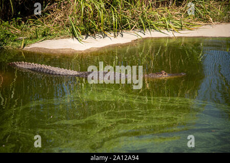 Eine amerikanische Alligator teilweise eingetaucht in einem Teich an einem privaten Zoo in Michigan. Stockfoto