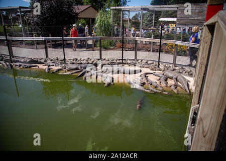 Eine Versammlung der Amerikanischen Alligatoren neben einem Teich Gehäuse an einer privaten Zoo in Michigan ruht. Stockfoto