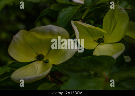 In der Nähe von wunderschönen Cornus X elwinortonii Venus. Blühende Hartriegel 'Venus' Hüllblätter im Frühsommer in voller Blüte in einem botanischen Garten gewachsen. Stockfoto