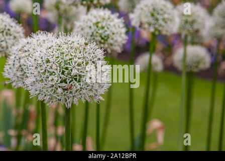 Lila Zwiebeln von Allium Gladiator (alliaceae), Zwiebel unter der Bush Berberitze auf das Blumenbeet im Garten. Stockfoto