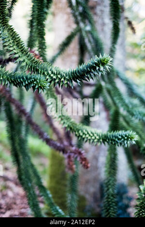 Nahaufnahme des stacheligen Zweige eines Monkey Puzzle Tree. Stockfoto