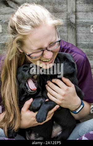 Blonde Frau Brille umarmen zwei schwarze Labrador Welpen. Stockfoto