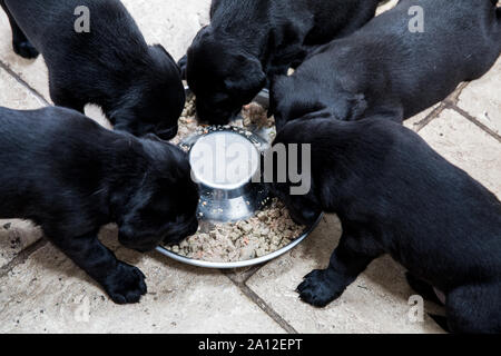 Hohen Winkel in der Nähe von fünf schwarzen Labrador Welpen essen aus Metall Schüssel. Stockfoto