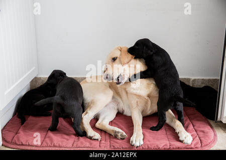 Golden Labrador liegen auf dem Boden und spielt mit zwei schwarzen Labrador Welpen. Stockfoto