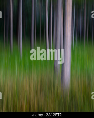 Verschwommene Bewegung abstract der lodgepole Pine Wald und Wiese. Stockfoto