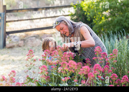 Senior Großmutter und Ihr 5 Jahre alten Enkel zurückschneiden Rosen in Ihrem Garten Stockfoto