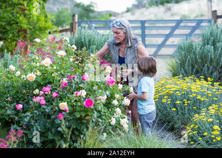 Senior Großmutter und Ihr 5 Jahre alten Enkel zurückschneiden Rosen in Ihrem Garten Stockfoto