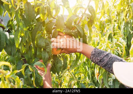 Von Hand gepflückt frische Pfirsiche aus der Pfirsich Baum im Garten. Stockfoto