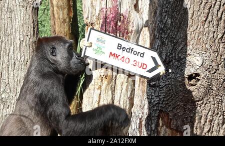 Westliche Flachlandgorillas ZSL London Zoo feierte den Gorilla Tag durch die Enthüllung der heutigen Gewinner des Menschen Postcodelotterie. ZSL durch Spieler der Postcodelotterie unterstützt wird, ZSL Londondon's Zoo Familie der Westlichen Flachlandgorillas geholfen, die glücklichen Gewinner der Postleitzahl der heutigen (24. September) £ 30.000 Auszeichnung, die in ihrem Gehege versteckt wurde. Die Truppe wachte auf ein besonderes Frühstück hatten sie hinter einen getarnten Bildschirm von Blättern und Dabei offenbart der heutigen Preisträger zu graben zu offenbaren. Stockfoto