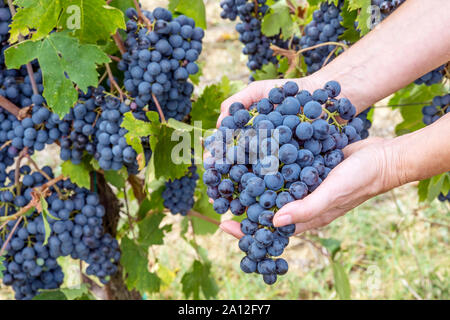 Weibliche Hände halten große Cluster von schwarzen Weintrauben, frisch im Weinberg während der Ernte ausgewählt Stockfoto