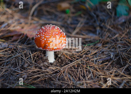 Pilz ist nicht essbar, Pilz mit einem roten Kappe wächst im Wald, close-up Stockfoto