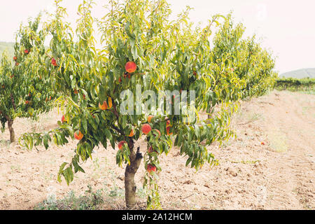 Pflaume pfirsich Baum mit Früchten wachsen im Garten Stockfoto