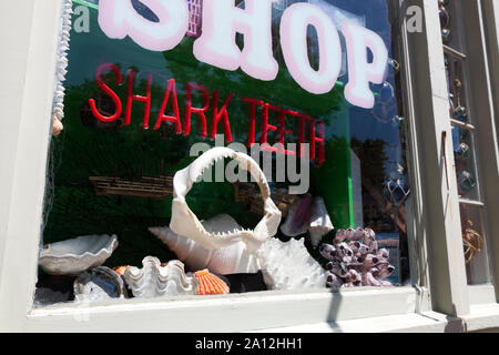 Haifisch Zähne für den Verkauf in einem Schaufenster in Provincetown, Massachusetts, Cape Cod, USA. Stockfoto