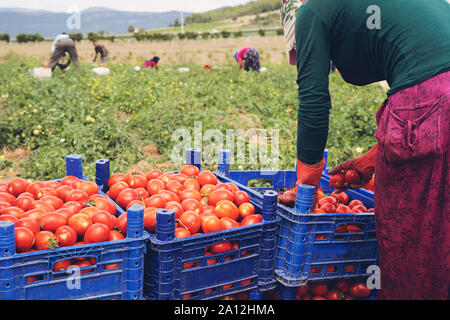 Tomaten in Kisten auf dem Feld gepflückt Stockfoto