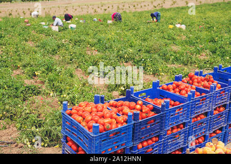 Tomaten in Kisten auf dem Feld gepflückt Stockfoto