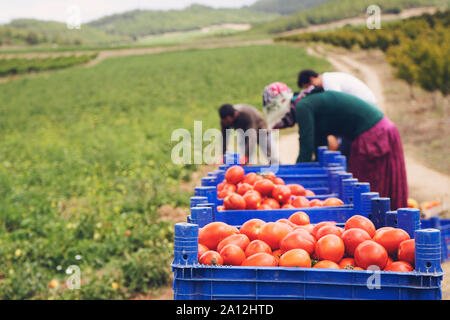 Tomaten in Kisten auf dem Feld gepflückt Stockfoto