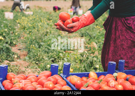 In der Nähe von Farmer Hände in Handschuhe halten mehrere reife Tomaten. Frau untersucht Tomaten in der Hand. Die Ernte auf dem Feld, organische Produkte Stockfoto