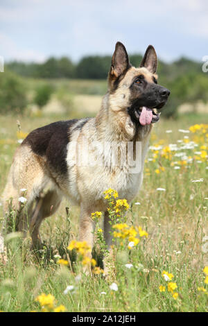 Erstaunlich Deutscher Schäferhund stehend auf der grünen Wiese im Frühjahr Stockfoto
