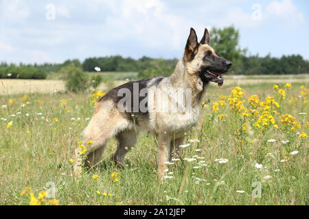 Erstaunlich Deutscher Schäferhund stehend auf der grünen Wiese im Frühjahr Stockfoto