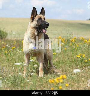 Erstaunlich Deutscher Schäferhund stehend auf der grünen Wiese im Frühjahr Stockfoto