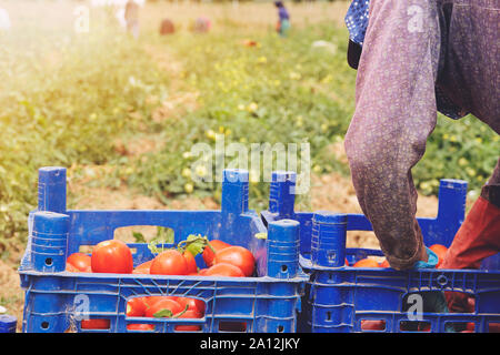 Landwirt nimmt eine Ernte von Tomaten und versetzt Sie in eine Box in einem Gemüsegarten. Die Ernte auf dem Feld, organische Produkte Stockfoto