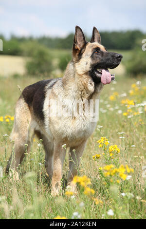 Erstaunlich Deutscher Schäferhund stehend auf der grünen Wiese im Frühjahr Stockfoto