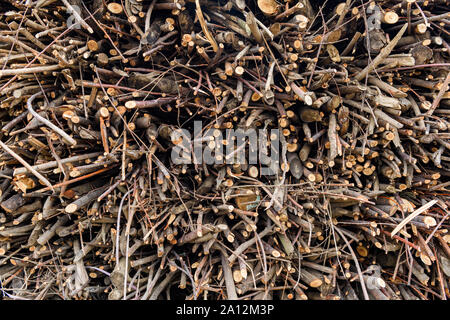 Querschnitt der Textur von Baum Holz Äste. Stockfoto