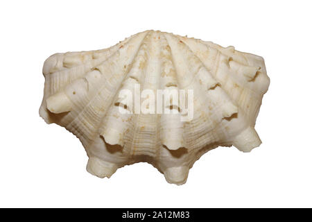 Geriffelt Giant Clam alias Schuppige Muschel Tridacna squamosa Stockfoto