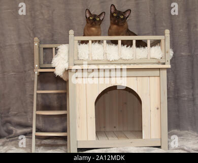 Cat Haus mit Katzen vor Silber Decke Stockfoto