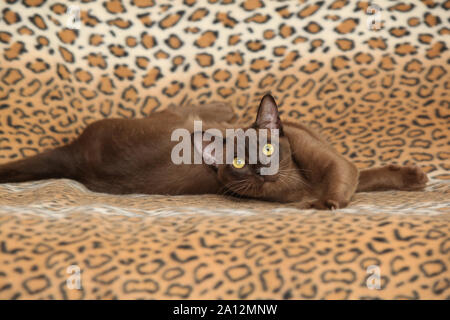 Schöne braune Burmese Cat vor einigen Decke Stockfoto