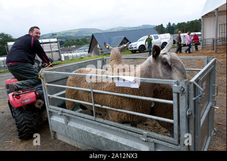 Llanelwedd, Powys, UK. 23. September 2019. Rams erhalten Sie nach der Auktion geladen. Die NSA (National Schafe Association) Wales & Grenze Ram Verkauf auf der Royal Welsh Showground in Powys, Wales, UK. Zwei NSA Wales & Grenze Ram-Verkäufe sind jedes Jahr gehalten: Eine frühe Eine im August und eine im September. Rund 4.500 Widder aus über 30 Rassen auf Verkauf. © Graham M. Lawrence/Alamy leben Nachrichten Stockfoto