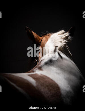 Fine Art Equestrian photography Stockfoto