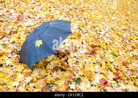 Einsame schwarze Regenschirm in einem Park mit Maple Leaves in nassen Herbst. Viel Platz auf der rechten Seite kopieren Stockfoto