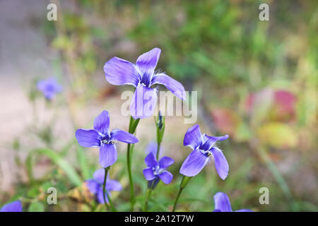 Helle blaue Blüten Enzian (Gentiana dahurica Dahurian) ist eine seltene Pflanze, die im Sajangebirge wächst. Heilpflanze. Weiche selektiven Fokus Stockfoto