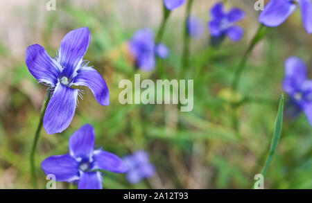 Helle blaue Blüten Enzian (Gentiana dahurica Dahurian) ist eine seltene Pflanze, die im Sajangebirge wächst. Heilpflanze. Weiche selektiven Fokus Stockfoto