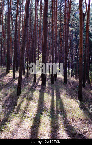 Landschaft Landschaft, Pinienwald im Sommer Stockfoto