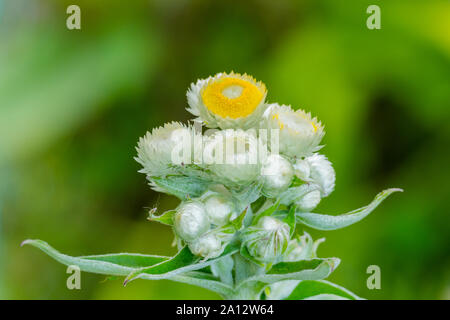Blumen der Rainfarn tanacetum vulgare Detailansicht Tageslicht im Freien Stockfoto