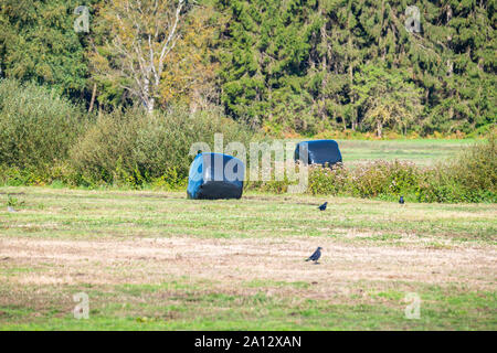 Heuballen mit schwarzer Folie stehend in einem Feld wartet auf einen Landwirt Stockfoto