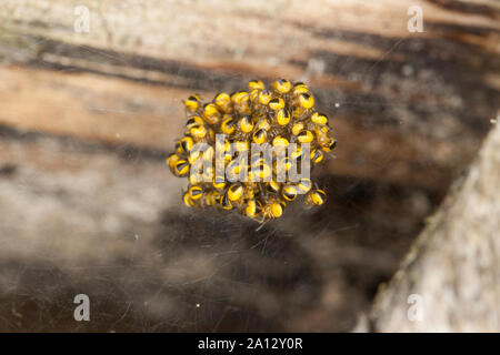 Garten-Kreuzspinne, Jungtiere im Kokon, Jungspinne, Jungspinnen, Gartenkreuzspinne, Gemeine Kreuzspinne, Araneus diadematus, Kreuz orbweaver, Europäische Stockfoto