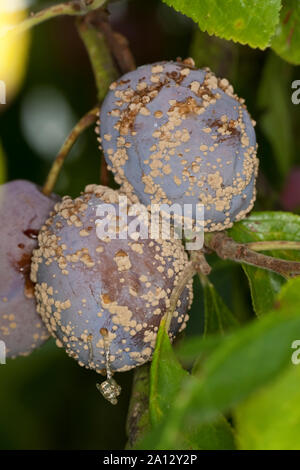 Fruchtfäule, Frucht-Fäule, Pilz eine Pflaume, Monilia-Fruchtfäule, Kernobstmonilia, Pilzkrankheit, Pilzkrankheiten, Monilia fructigena, Monilinia fructi Stockfoto