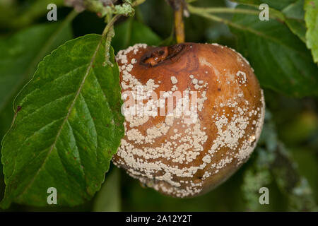 Fruchtfäule, Frucht-Fäule, Pilz einen Apfel, Monilia-Fruchtfäule, Kernobstmonilia, Pilzkrankheit, Pilzkrankheiten, Monilia fructigena, Monilinia fructige Stockfoto