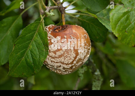 Fruchtfäule, Frucht-Fäule, Pilz einen Apfel, Monilia-Fruchtfäule, Kernobstmonilia, Pilzkrankheit, Pilzkrankheiten, Monilia fructigena, Monilinia fructige Stockfoto