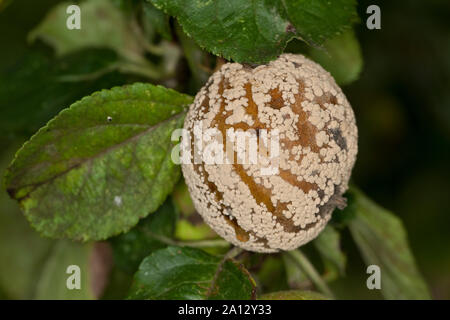 Fruchtfäule, Frucht-Fäule, Pilz einen Apfel, Monilia-Fruchtfäule, Kernobstmonilia, Pilzkrankheit, Pilzkrankheiten, Monilia fructigena, Monilinia fructige Stockfoto