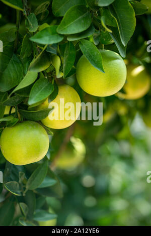 Nahaufnahme von grünen unreifen Grapefruit mit Baum Stockfoto